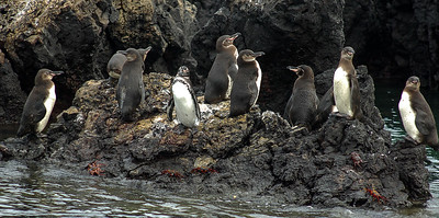 Penguins Galapagos