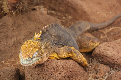 Yellow Galapagos land iguana