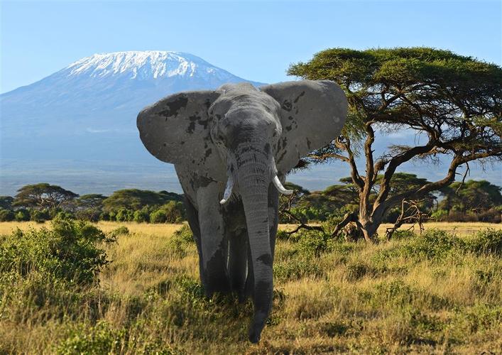 Sustainable Safari Elephant