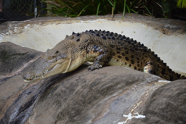 Travel to Australia Crocodile