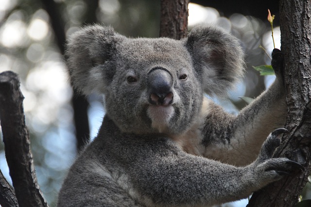 Travel to Australia koala