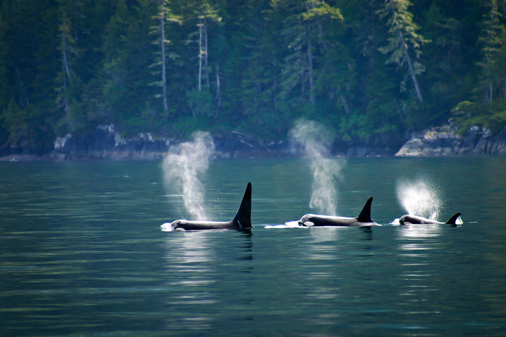 Canada Open Wildlife Whales