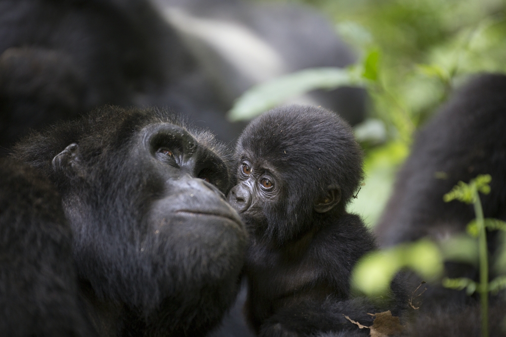 Uganda Rwanda Gorilla Safari