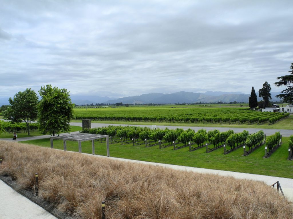 New Zealand Vineyard View