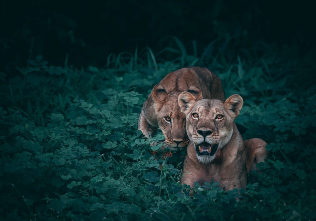 Botswana lions safari