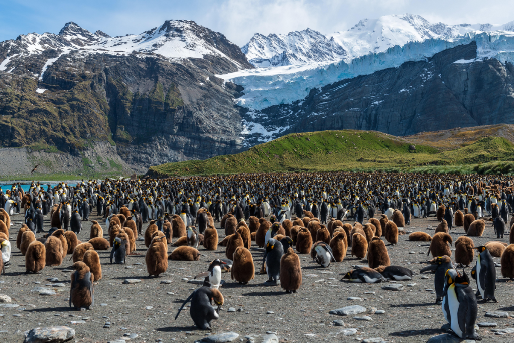 Antarctica Penguins exploration